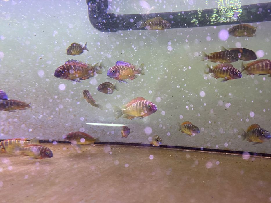 Tropheus Lufubu, ciclideos africanos, lago tanganyika