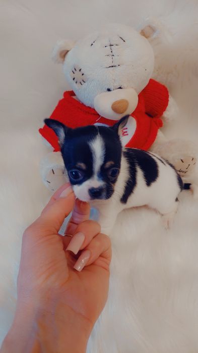 Mini chłopczyk Chihuahua