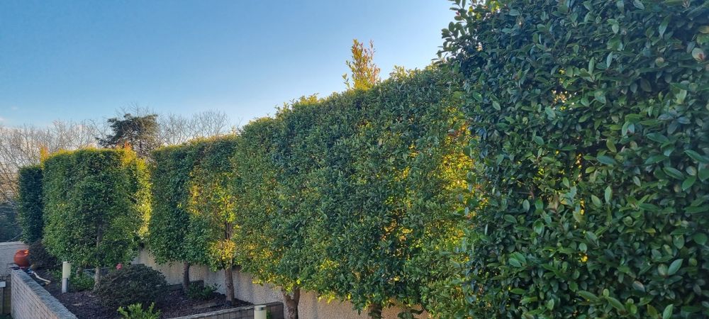 Eugénia em sebe já formada