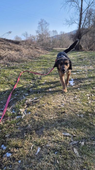 Pies do adopcji - super kompan na dlugie wycieczki