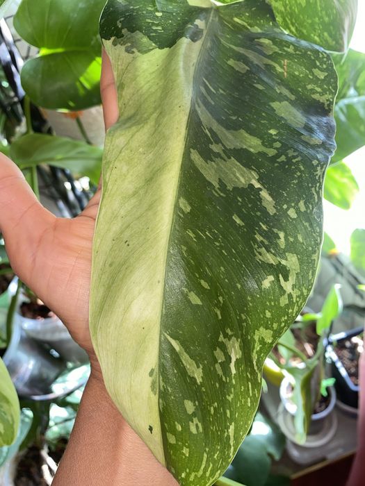 Філ Карамель Jose bueno  Сіам оранж епіпремнуми та   інші