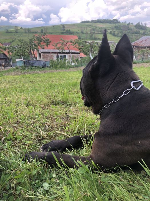 Вʼязка Кане-Корсо