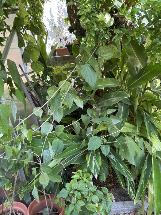 Clerodendrum trichotomum – Clerodendro-do-Japão – 1,80 m – exemplar adulto em vaso, 2 troncos, com floração/frutificação.