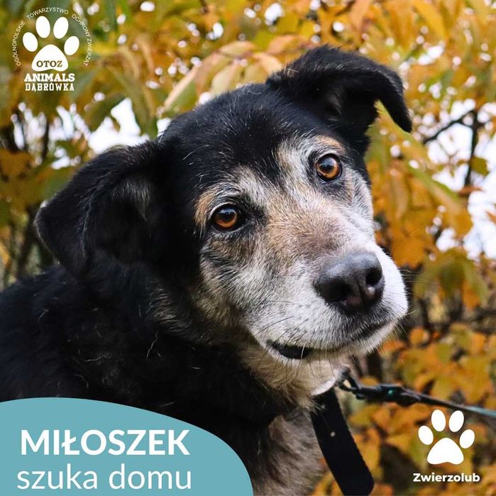Miłoszek szuka domu!