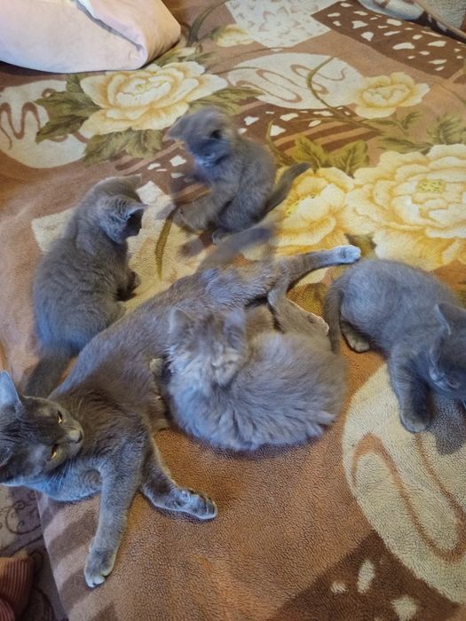 Продаются британские котята