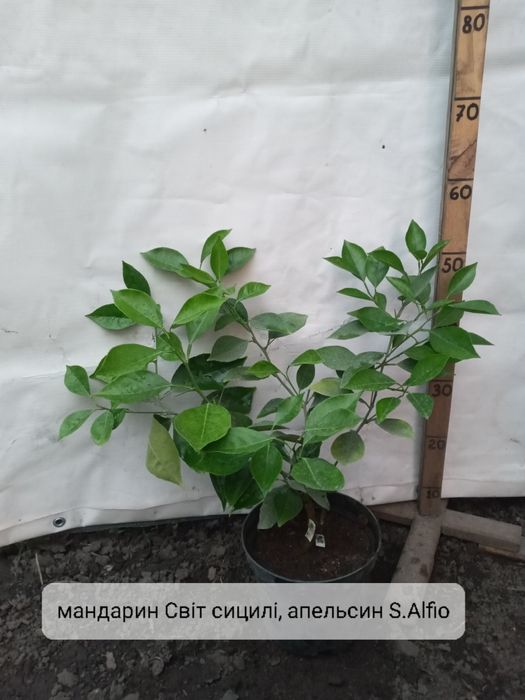 Дерево сад цитрус.