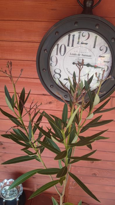 Oleander 3 letni różowe kwiaty