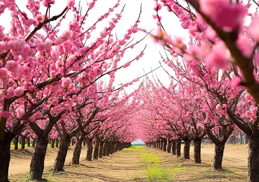 Podador Jardineiro Arborista Jardim Pomar Poda ArvoresFruto Jardinagem