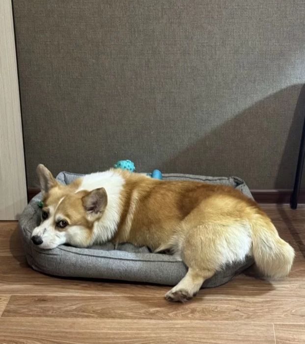 Вельш Корги Пемброк щенки