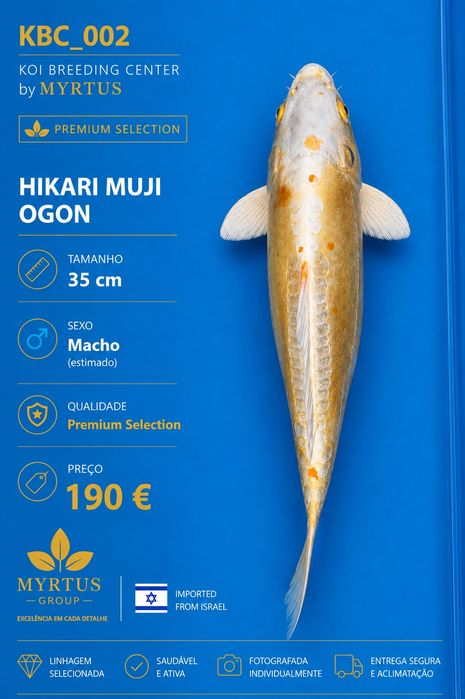 Carpas koi Israel disponíveis qualidade Premium