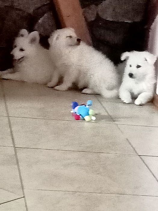 Biały owczarek szwajcarski