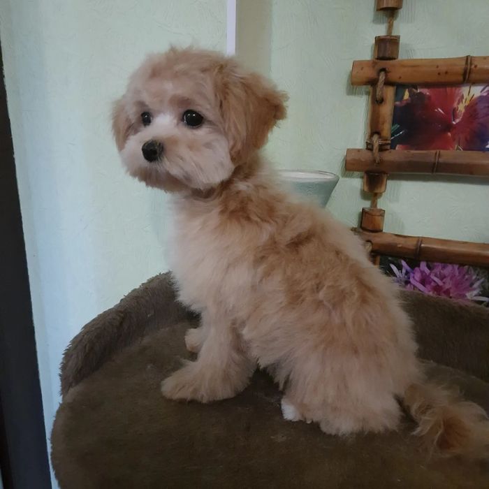 Стрижка собак, котов. Тримминг. Вычесывание крупных пород собак.