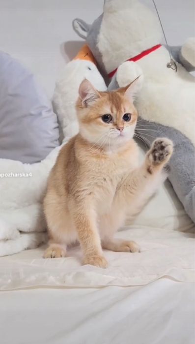 Грайливий хлопчик , золота шиншила, шотландський 4 місяці