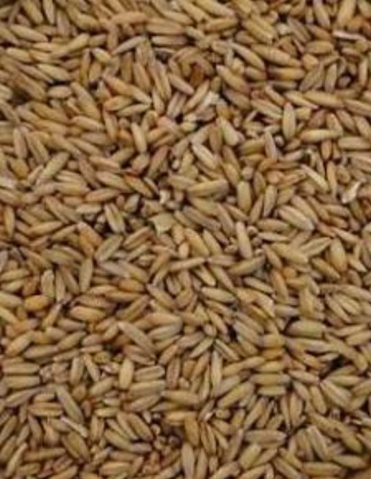 Sprzedam owies około 6t