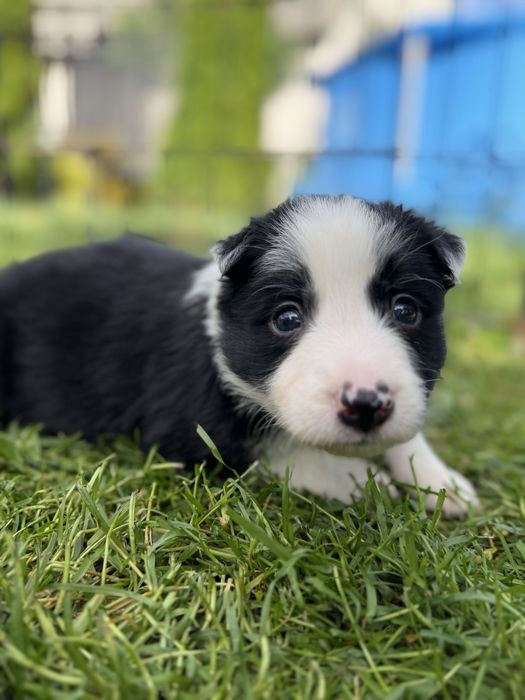 Piesek Border Collie