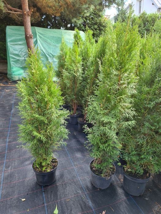 PRODUCENT Tuja Thuja Szmaragd 80-100 cm DONICA 5l max przyjec SUPRAŚL