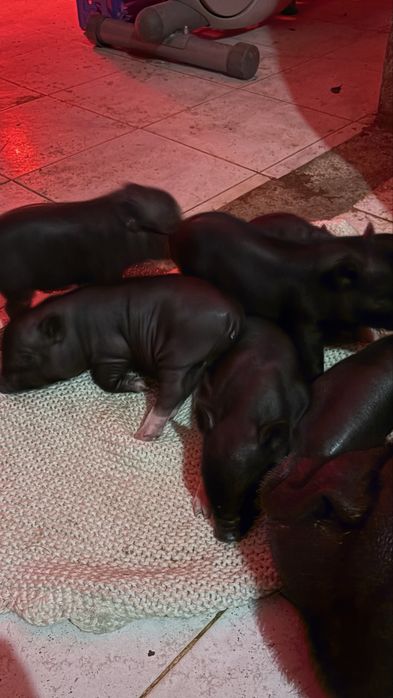 Mini pig / vietnamita