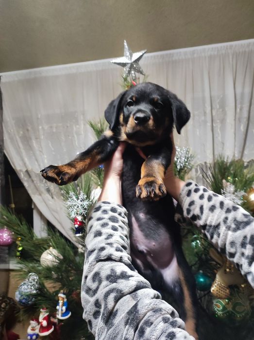 Ротвейлер для вязки