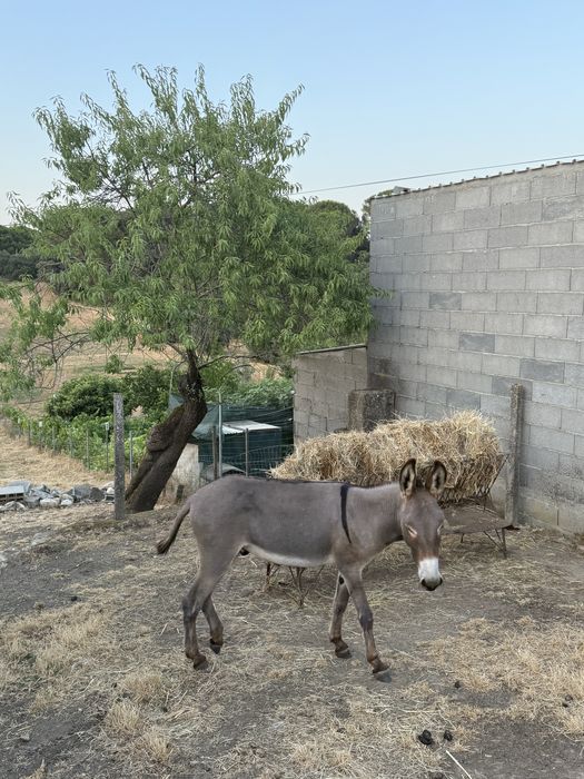 Burro com 2 anos e meio