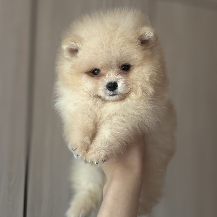 ляльковий ведмедик шоу классу