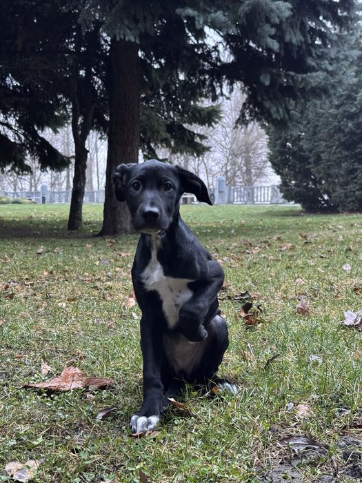 Щеночки в любящие руки