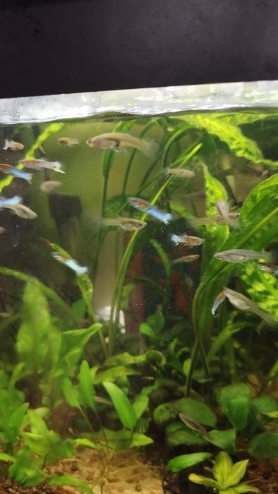 Gupiki endlera blue japan