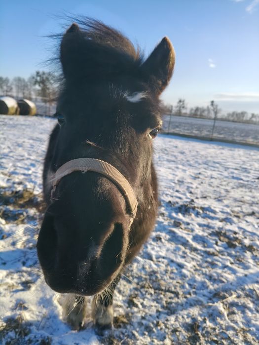 Kucyk do towarzystwa