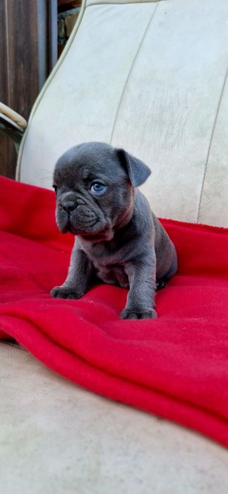 Buldog Blue Solid Chłopiec