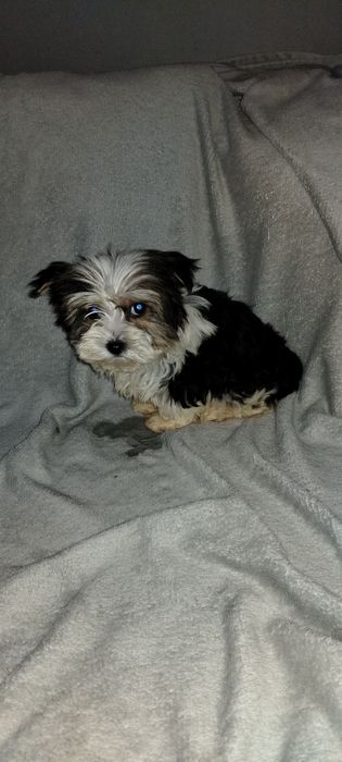 Yorkshire terrier biewer suczka