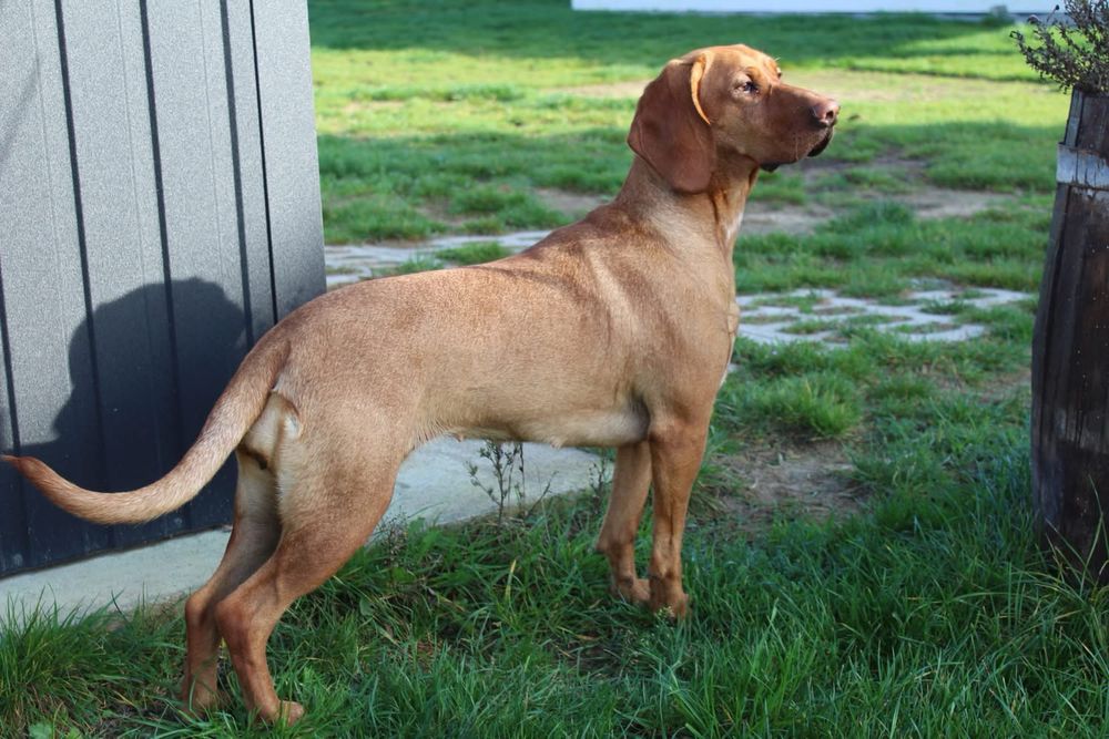 Szczeniak Gończy Polski FCI