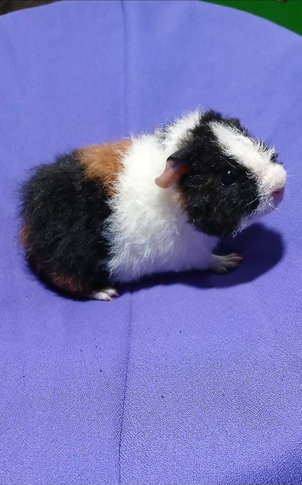 Моська свинка, тедді