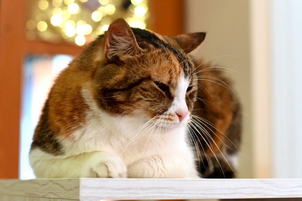 Чудесная кошечка Мими ищет заботливую семью