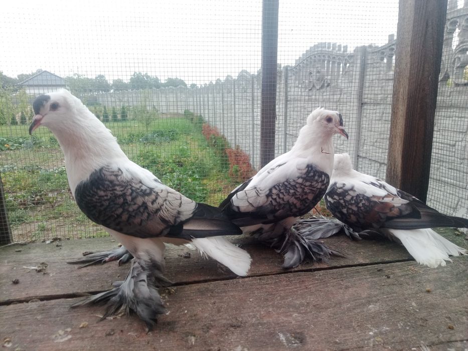 Czajka czajki saksonskie