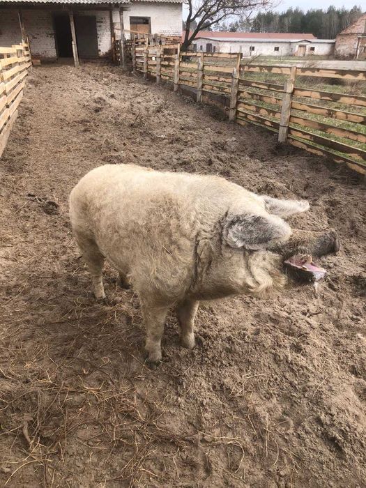 Не кастровані кнури (кабани) чистопородні угорської пухової мангалиці