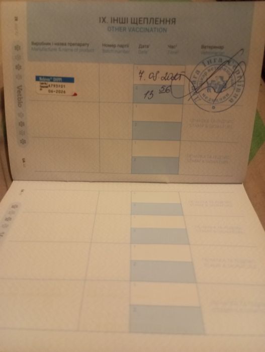 Метис ,мальчик полтора года , вязка