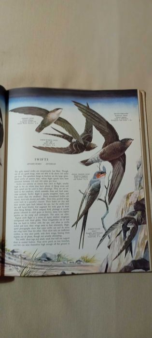 Pássaros do Mundo (Birds of the world) Austin, Singer 1966