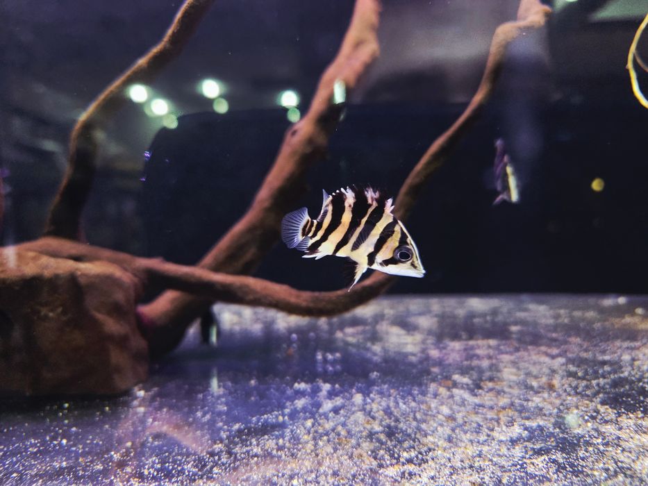 Strzępiel słodkowodny (Datnoides microlepis)