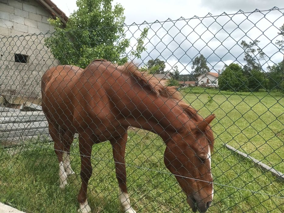 Cavalo luso.arabe bonito meigo