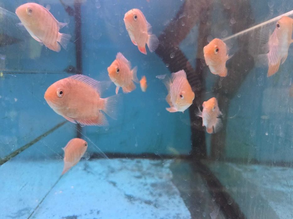 Severum gold  5-6cm