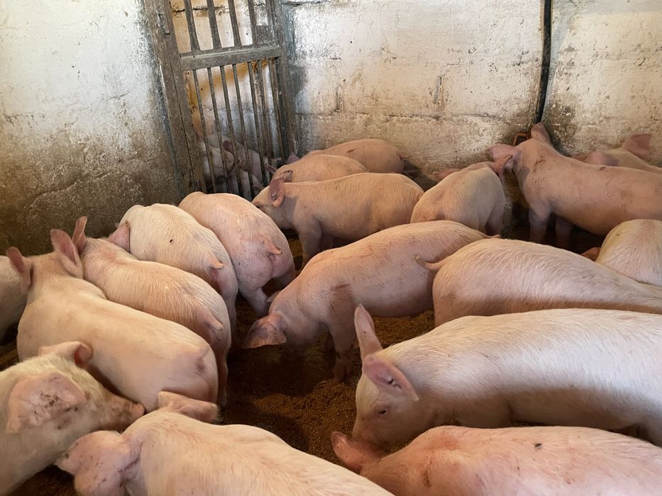 Продам поросят