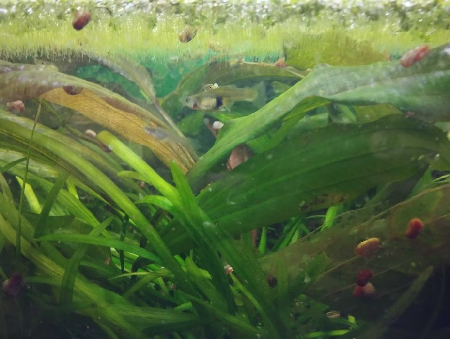 Peixes Guppys (Cardume)