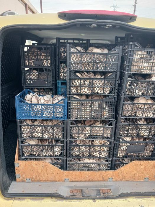 Продаю гриби глива