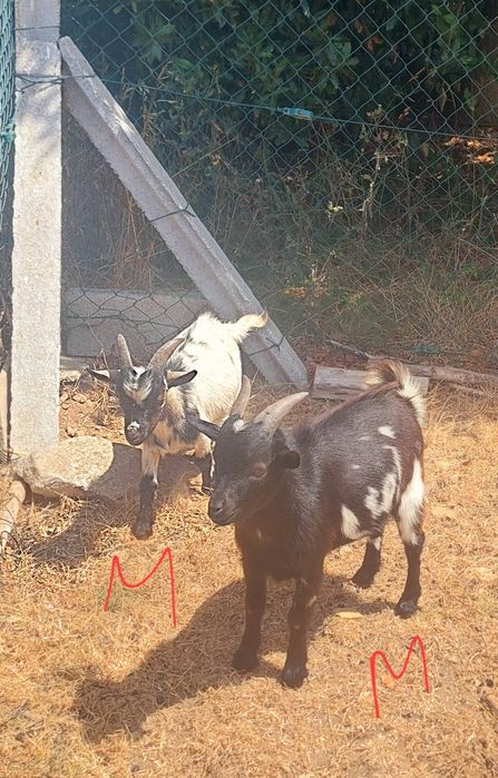 Cabras Anãs para venda