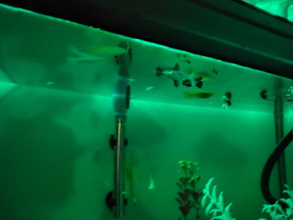 Peixes guppies e mollys