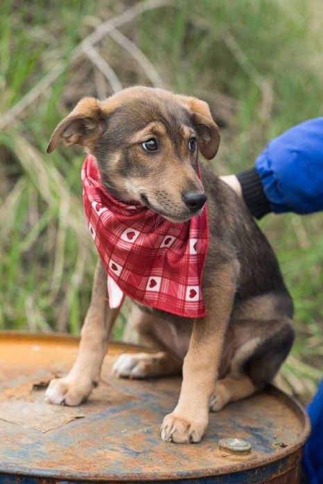 Цуценя 3 місяці шукає дім Ума