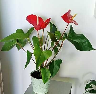 anturium czerwone, młode, zdrowe w osłonce