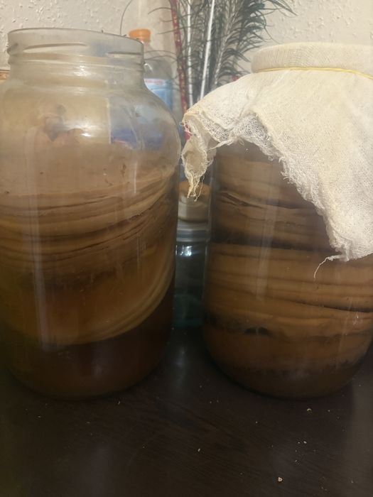 Комбуча ( чайный гриб )