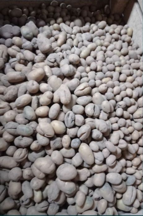 Marchew z przeznaczeniem na pasze dla zwierząt, warzywa dla zwierząt,