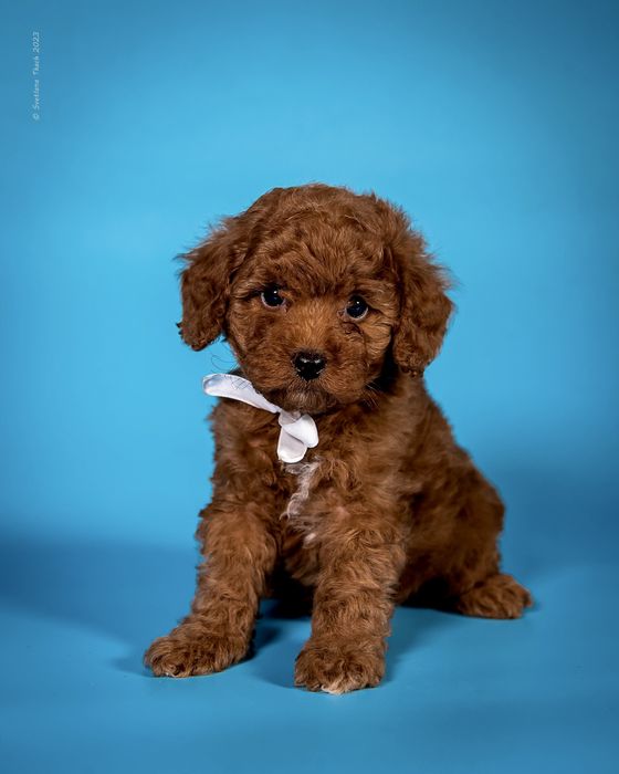 Хлопчик той пуделя КСУ