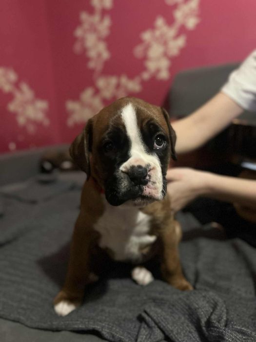 Suczka bokser biszkoptowe